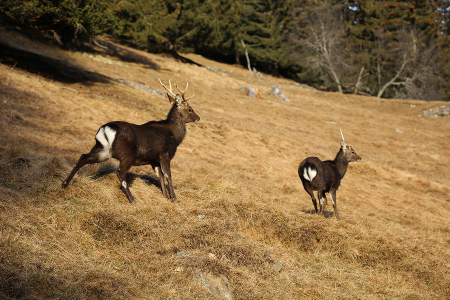 parc animalier merlet - chamois