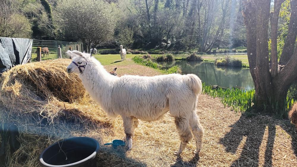Abbéville-la-rivière - A walk with llamas