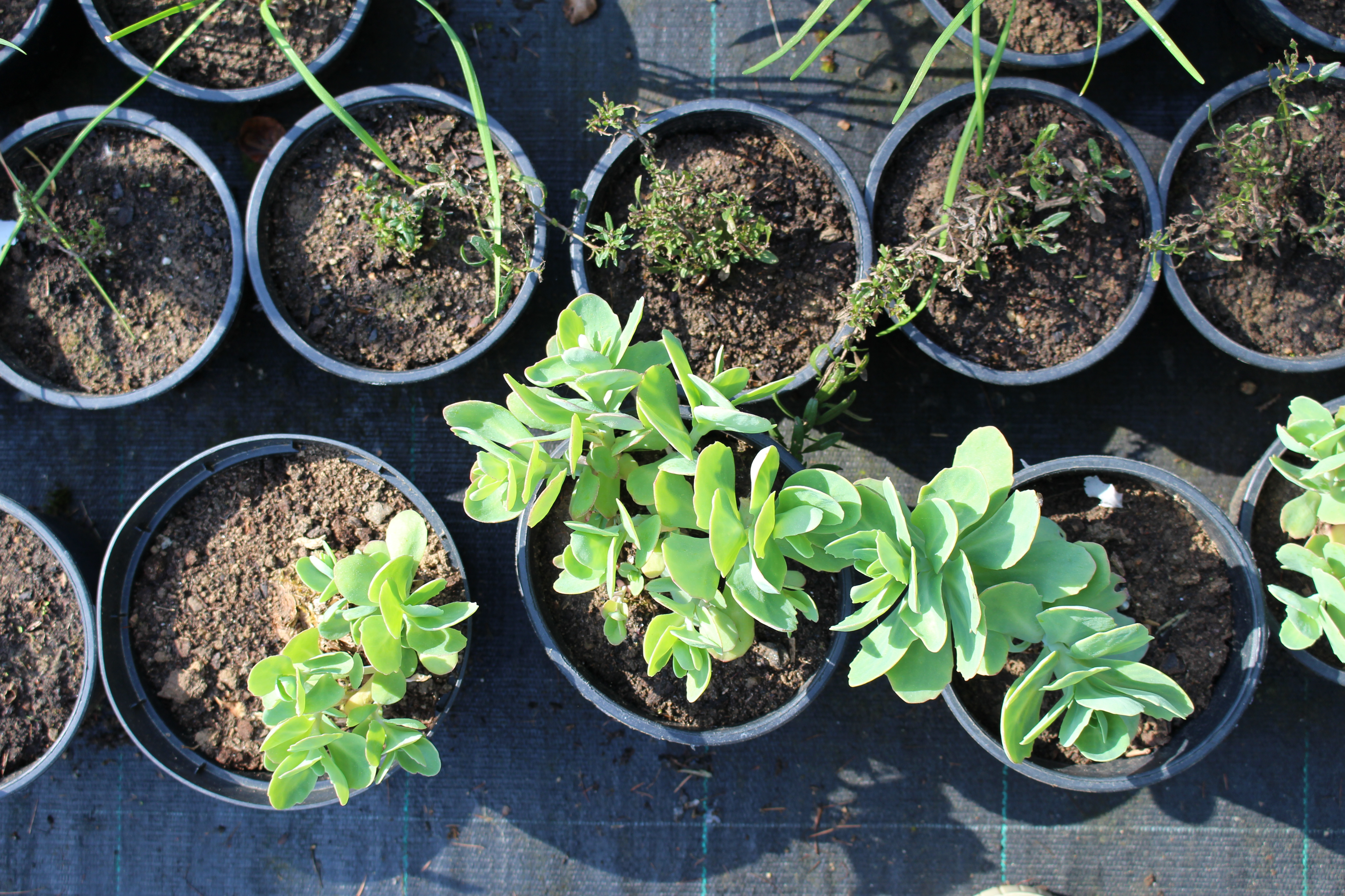 Le jardin fait son marché