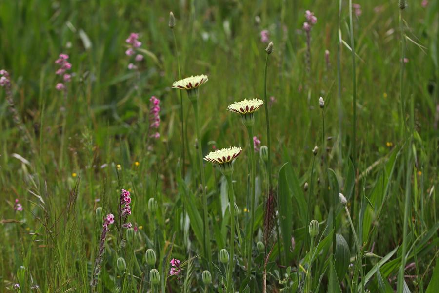 Point rencontre : La flore des îles méditerranéenne (Porquerolles)_Hyères