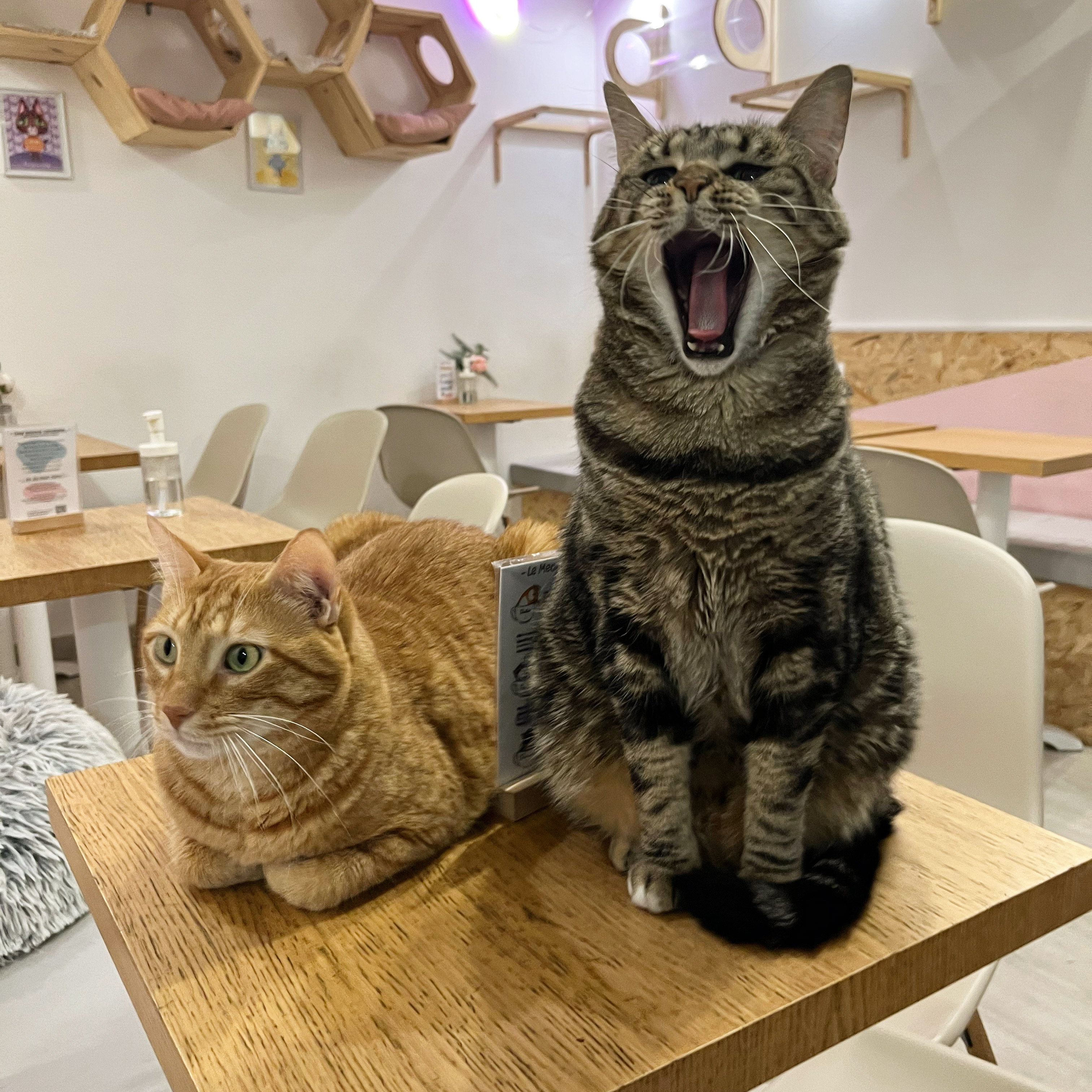 Meow Cats Café — photo 2