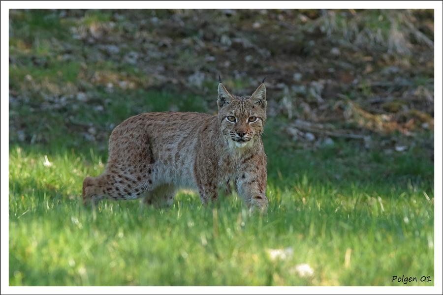Bienvenue sur le territoire du lynx boréal !