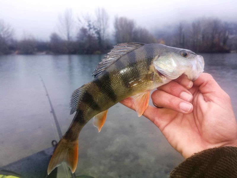 Éclosion pêche - Moniteur guide de pêche