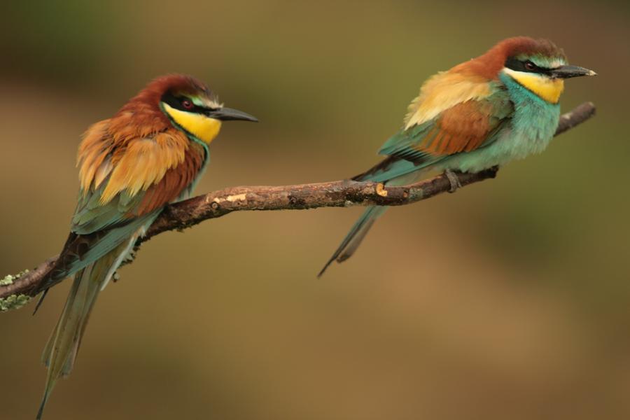 Animation nature sur les ENS :  les guêpiers, ces oiseaux multicolores_Vignieu-Balcons du Dauphiné