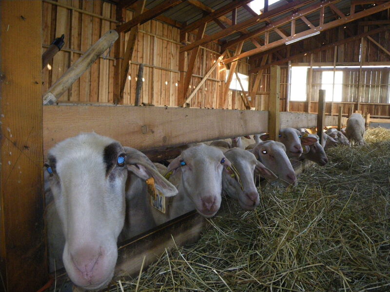 Bergerie de la Lignarre