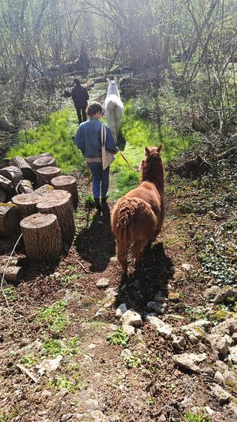 L'Éclimont et ses Lamas_Abbéville-la-Rivière