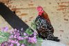 Photo domaine des roses coq d'ornement Ⓒ earl domaine des roses