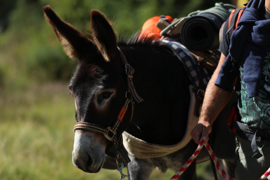 Printemps de l'Âne 2026_Burzet
