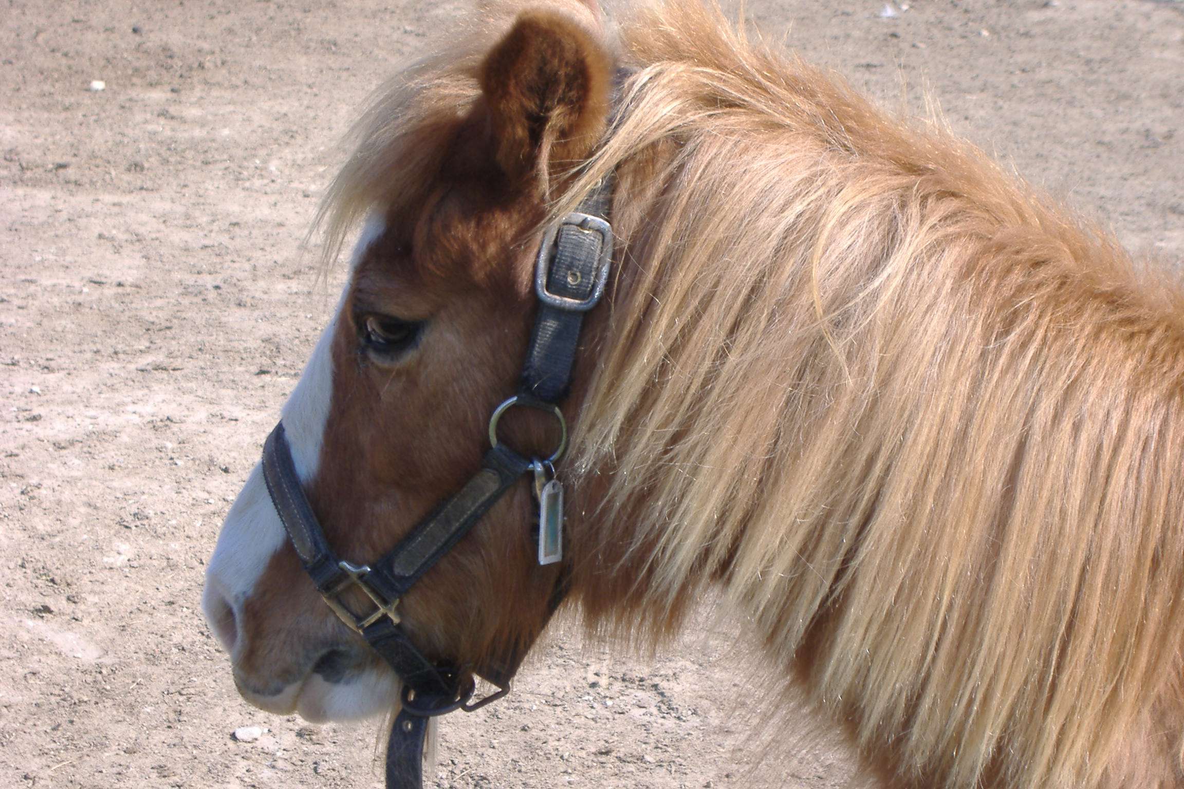 Ecuries de Loubresse