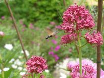 Les rendez-vous aux jardins : Découverte de la biodiversité avec les animateurs…