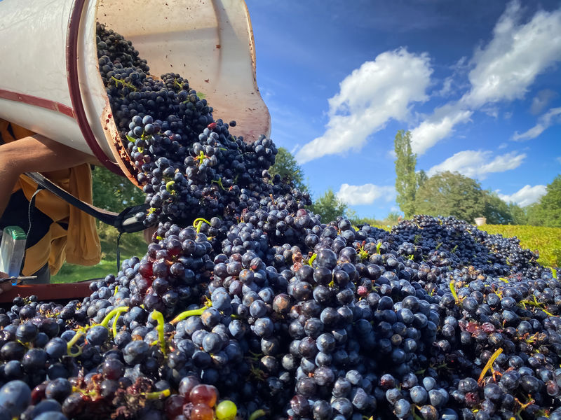 Vendanges Domaine Lagneau Didier