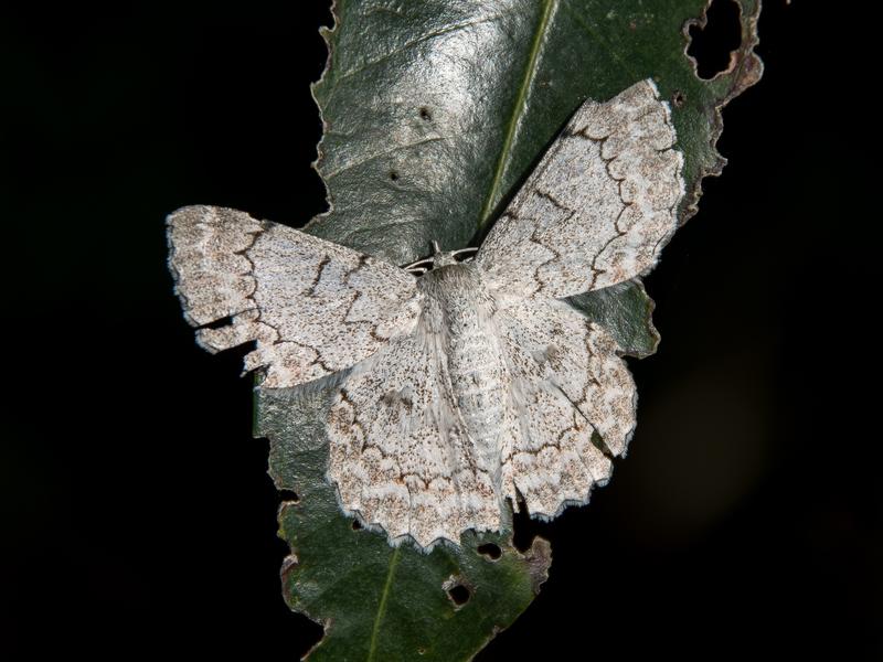 Papillon de nuit sur une feuille