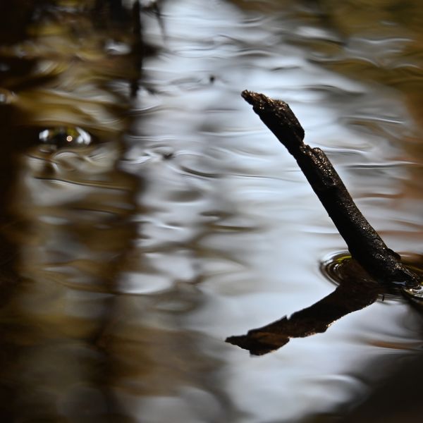 Festival Allevard en images : Concours photo
