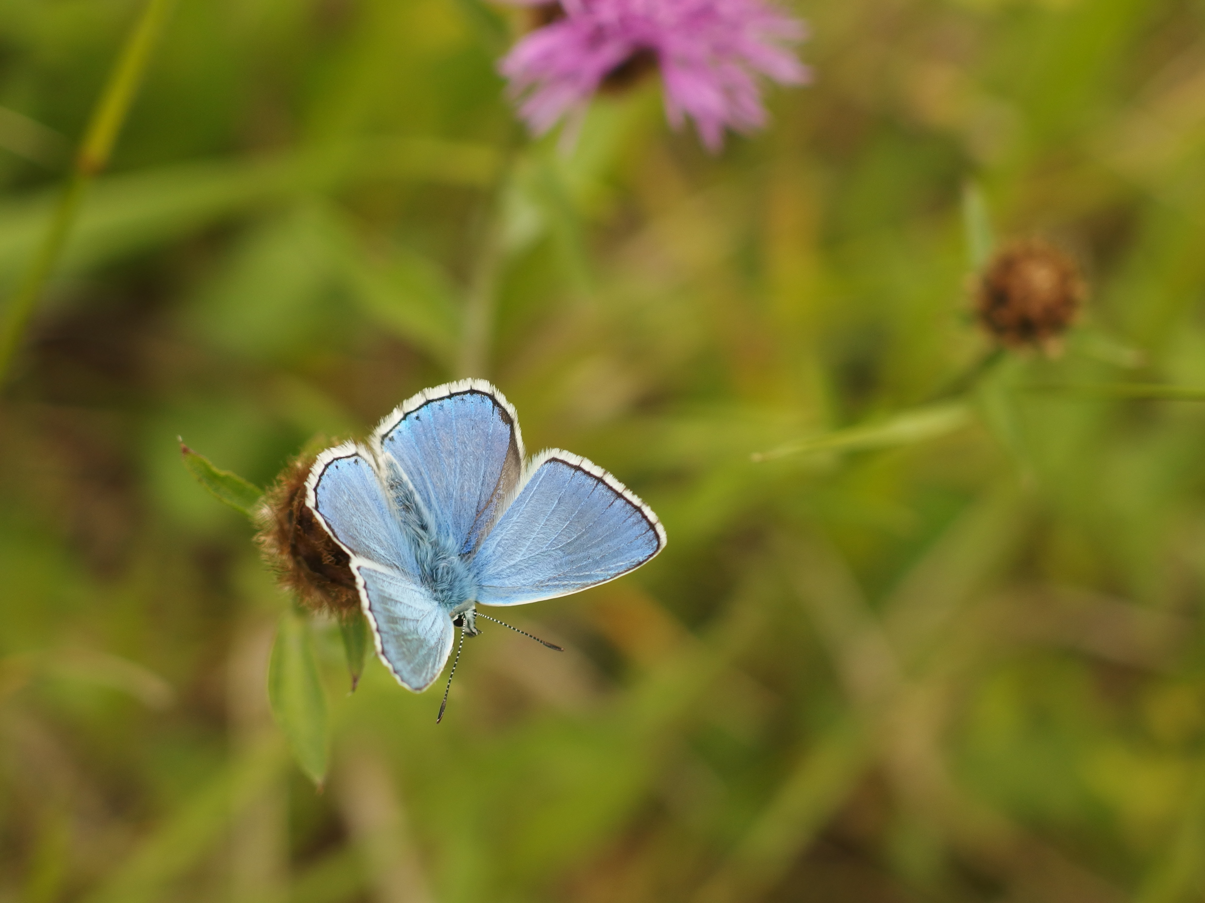 Les coteaux du Montmorélien