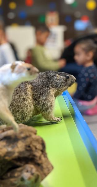 Atelier : Animaux de montagne poursuivis par le changement climatique