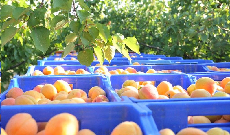 Abricots