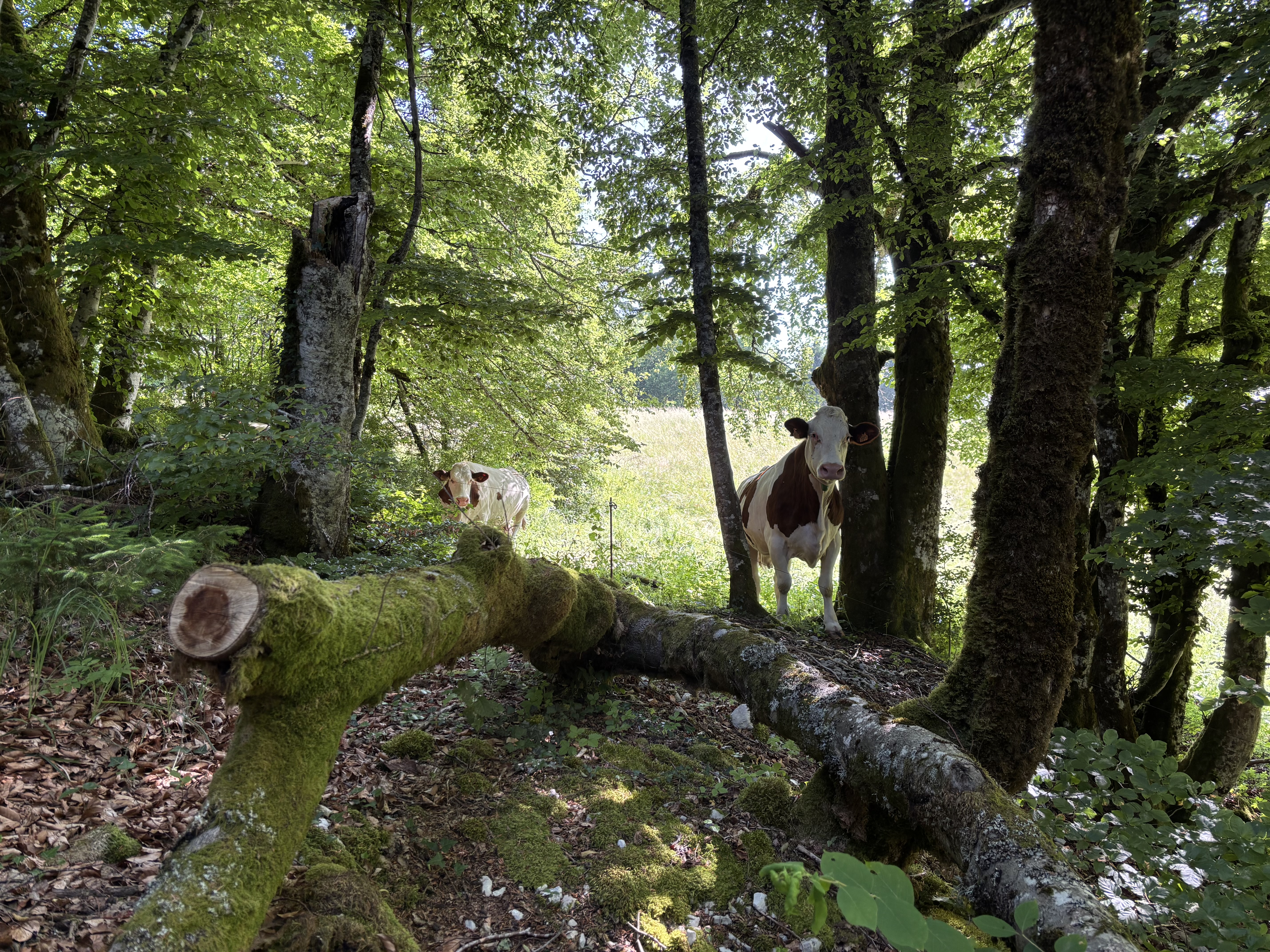 photosFeed-https://static.apidae-tourisme.com/filestore/objets-touristiques/images/229/230/41936613.jpeg