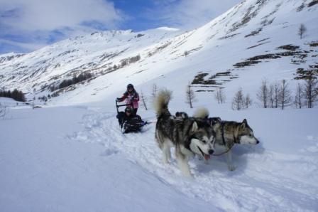 Initiation à la conduite d'attelage