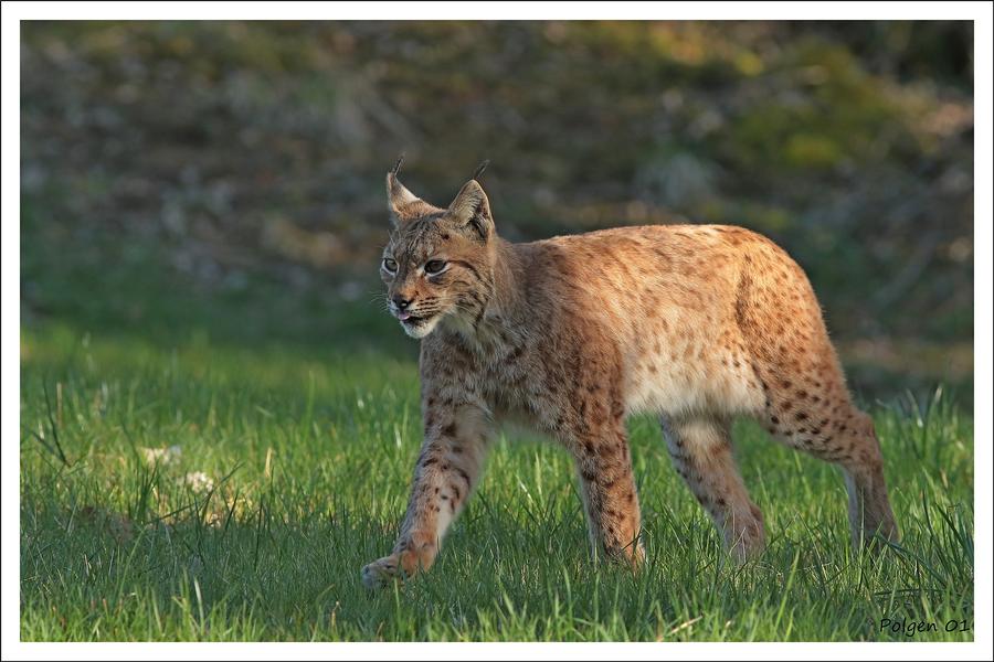 Bienvenue sur le territoire du lynx boréal !