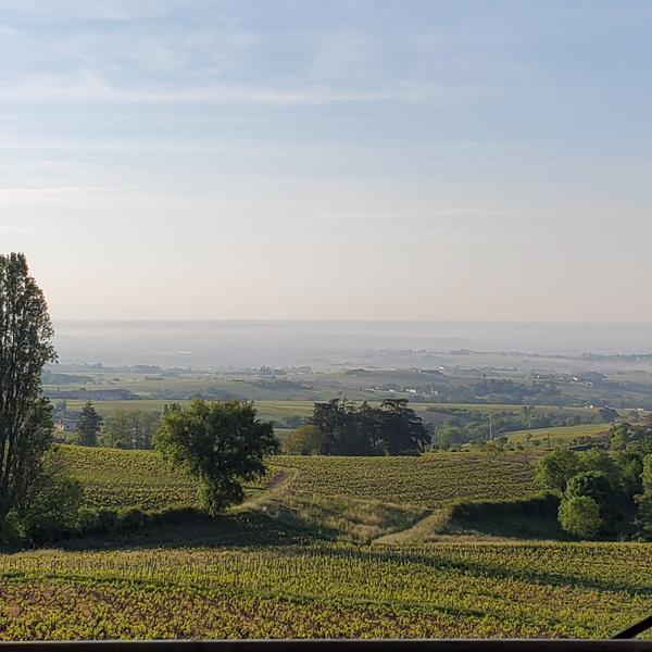 Domaine de Thizy - Cave Collonge