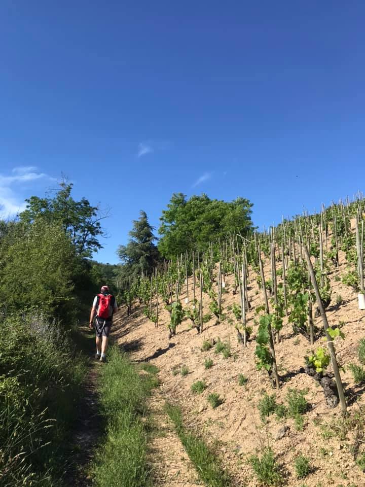 Rando Wine (Cave de Sarras)