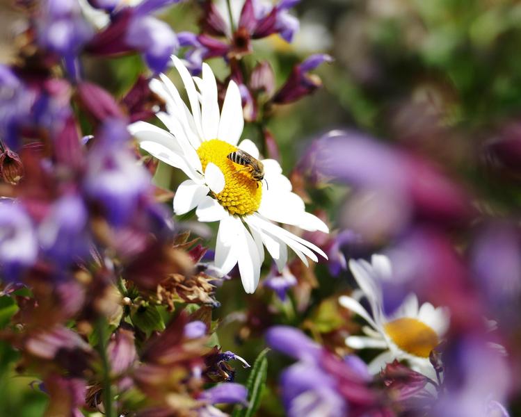 Animation sur les ENS : aménager son jardin pour la biodiversité_Arandon-Passins-Balcons du Dauphiné