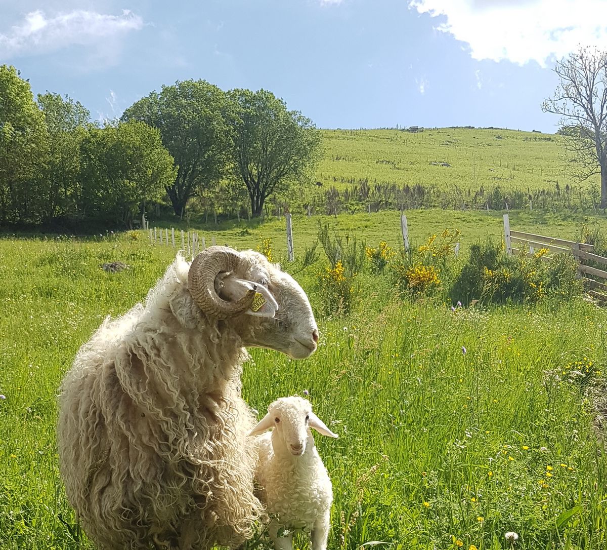 Visite de la ferme de la Molède