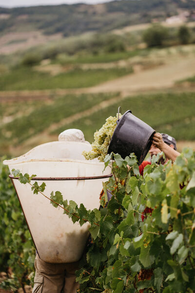 Vendange 2020 - Chardonnay