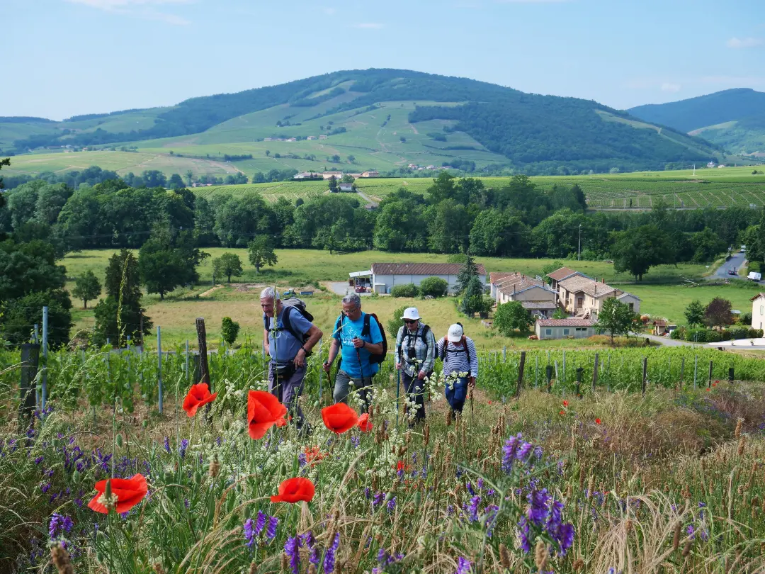 Randonnée pédestre guidée & dégustation_Cercié