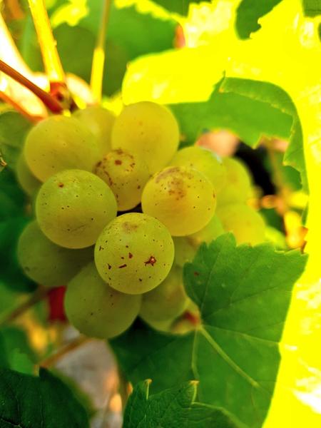 Beaujolais Villages blanc