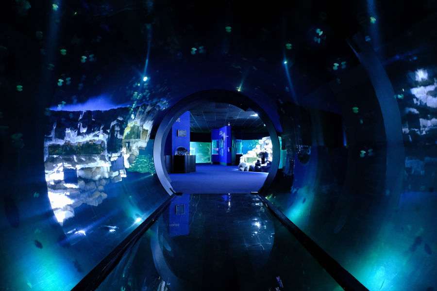 Tunnel des méduses