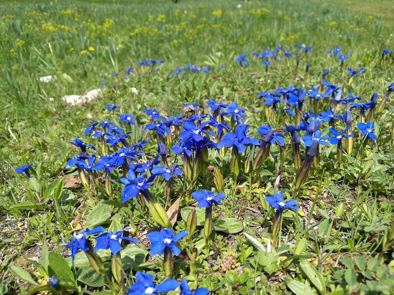 Retord sud : L'alpage