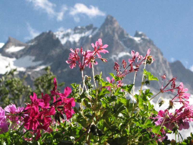 Fleurs de la terrasse - © @HotelLaMeijette - © @HotelLaMeijette