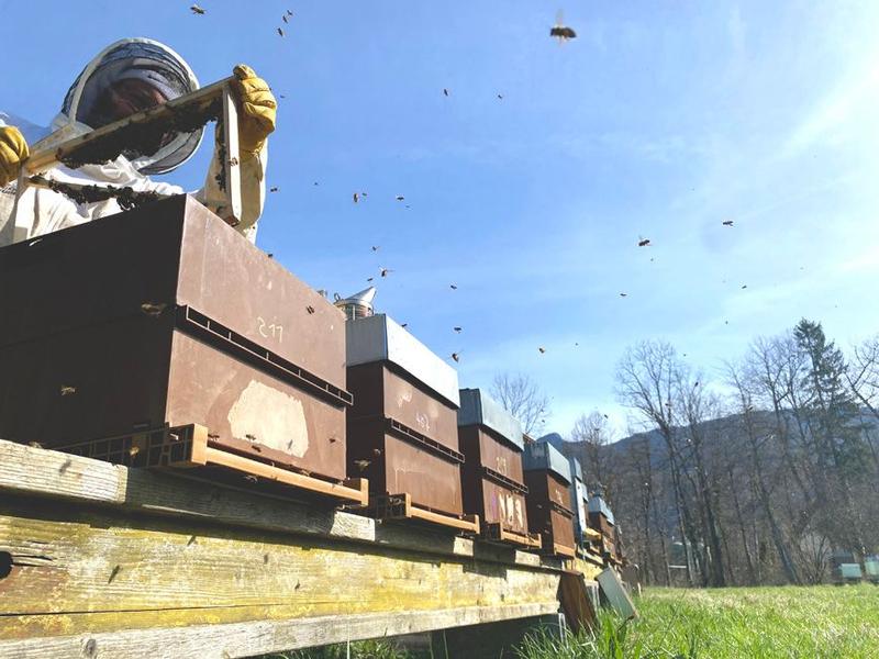 Découverte du rucher_Les Échelles