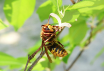 Soirée Protège tes abeilles_Le Sappey-en-Chartreuse