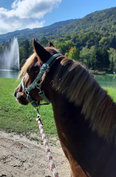 Balade à Poney autour du Lac de la Mirande