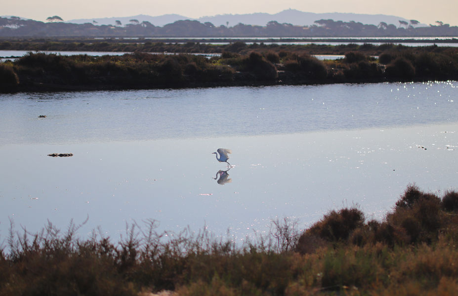 Envol d'une aigrette garzette dans les salins