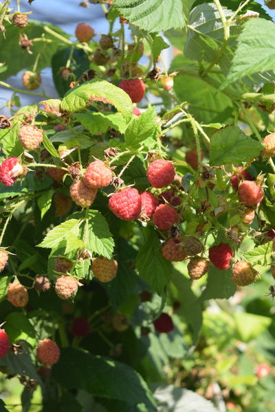 Framboises