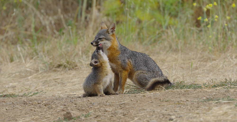 Le renard qui a sauvé son île