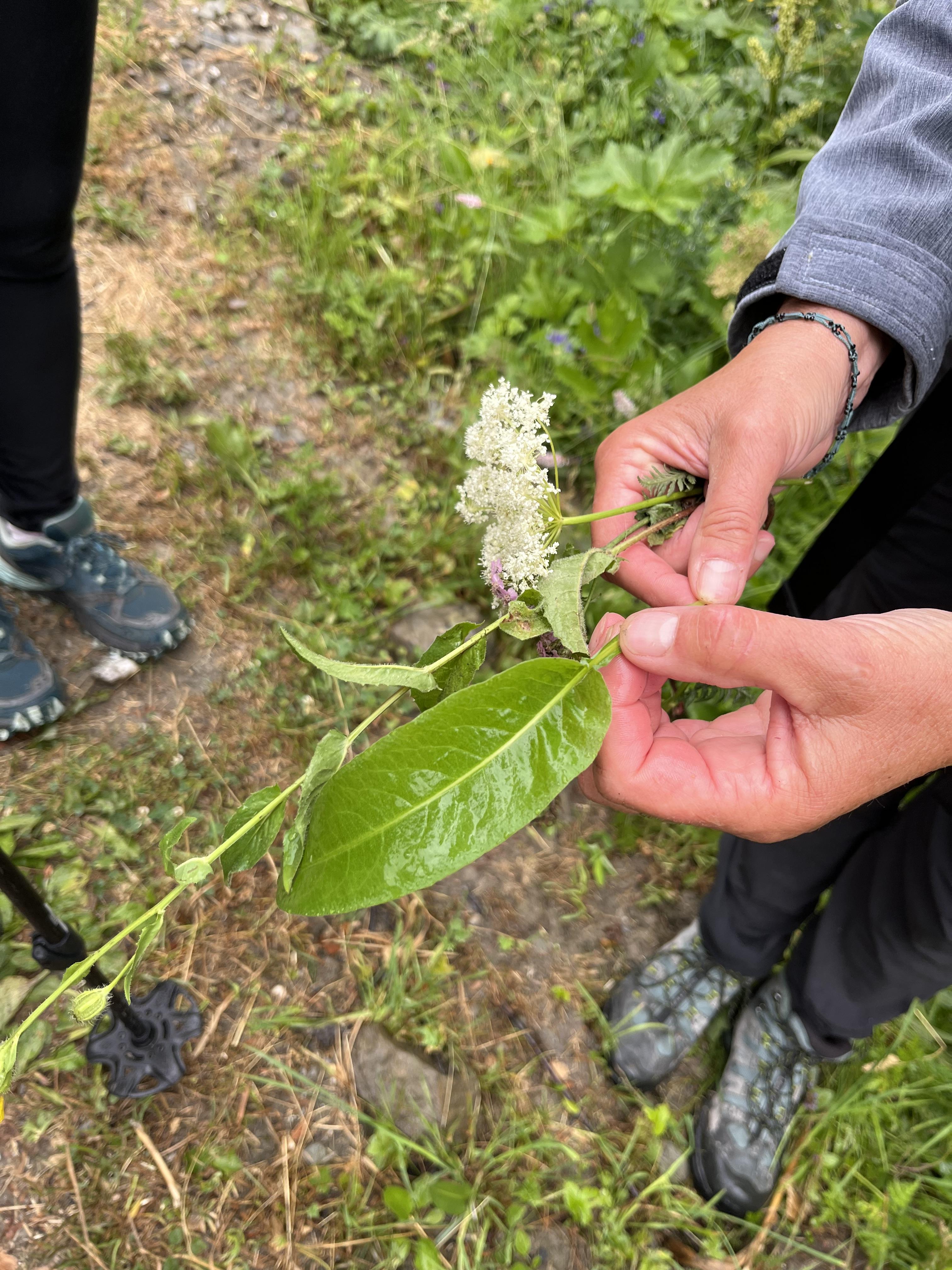 Balade à la découverte des plantes sauvages médicinales et culinaires_Valmeinier