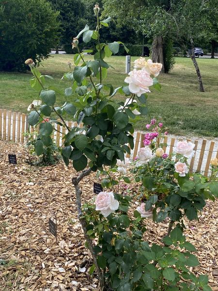 Roses