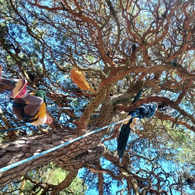 grimpe d arbre