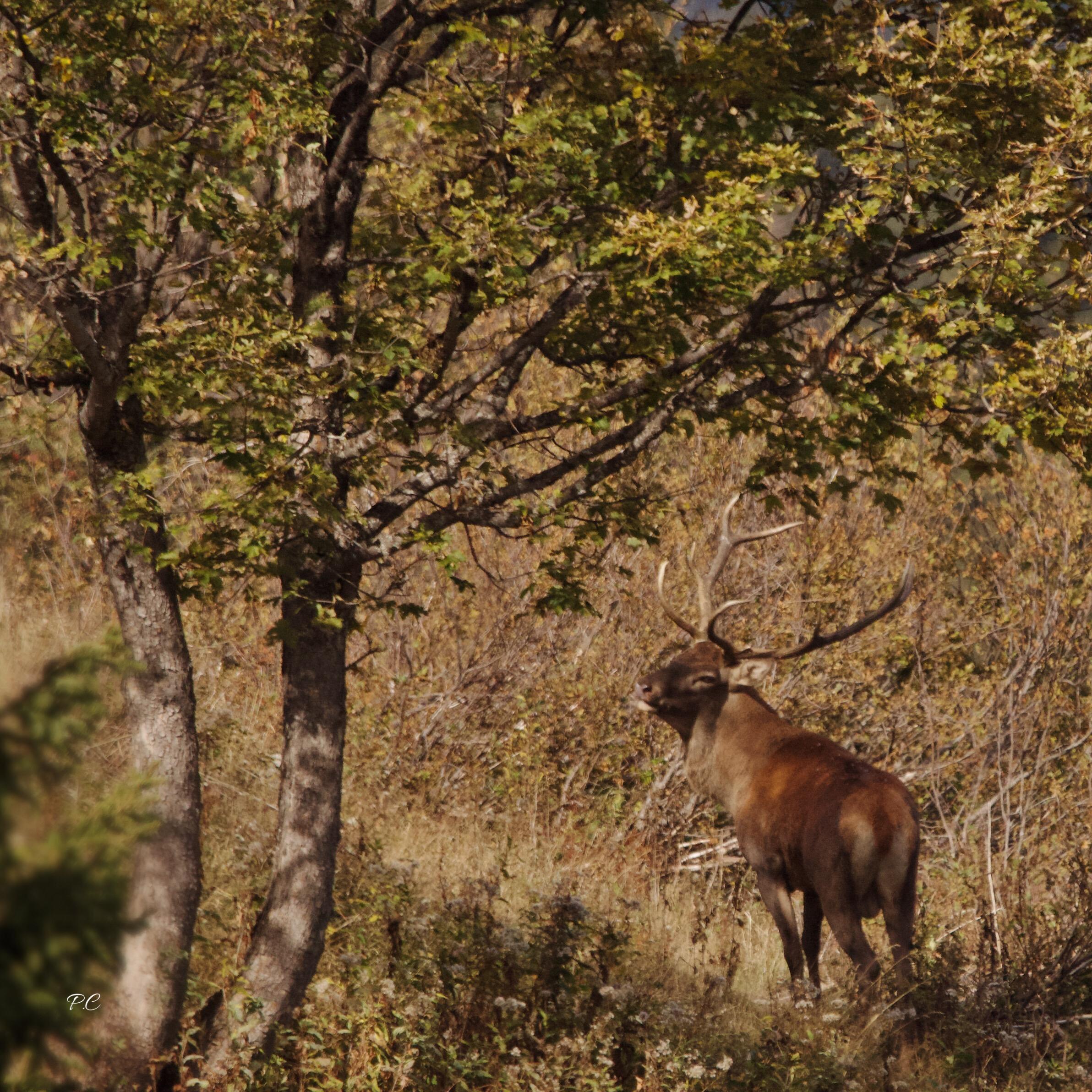 cerf à Méribel