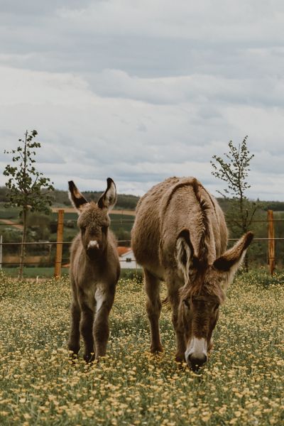 Galipette et Mistral