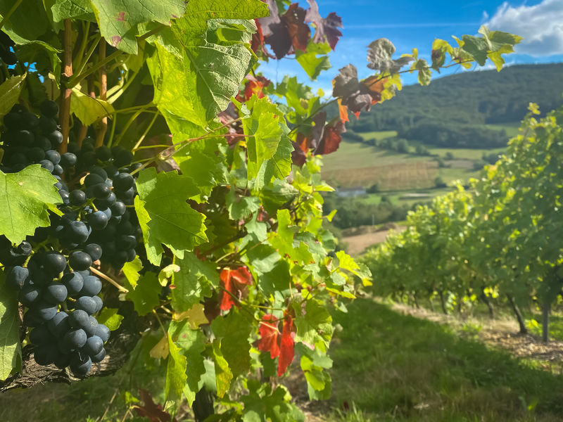 Vignoble Lagneau Didier Beaujolais