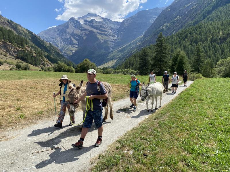 Un groupe se promène dans la plaine de Bessans avec les ânes
