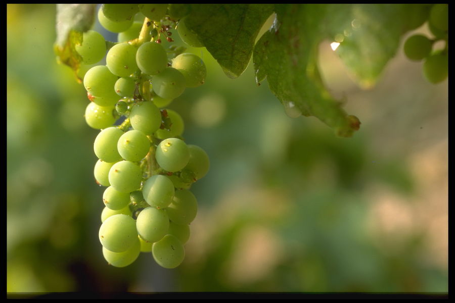raisins blancs