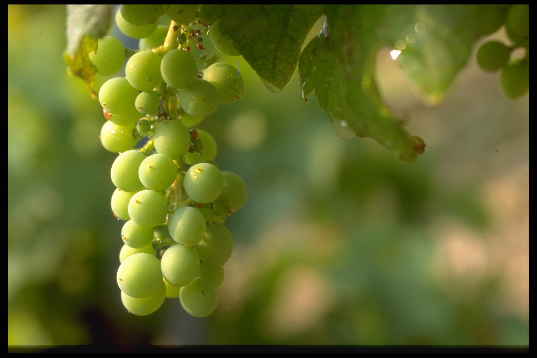 raisins blancs