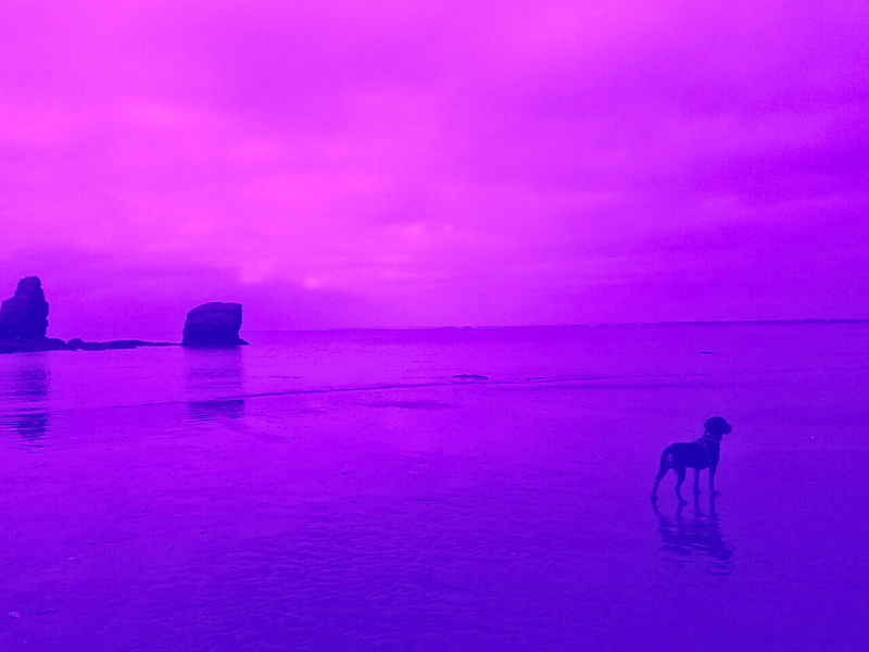 Les chiens ne ressentent pas la honte