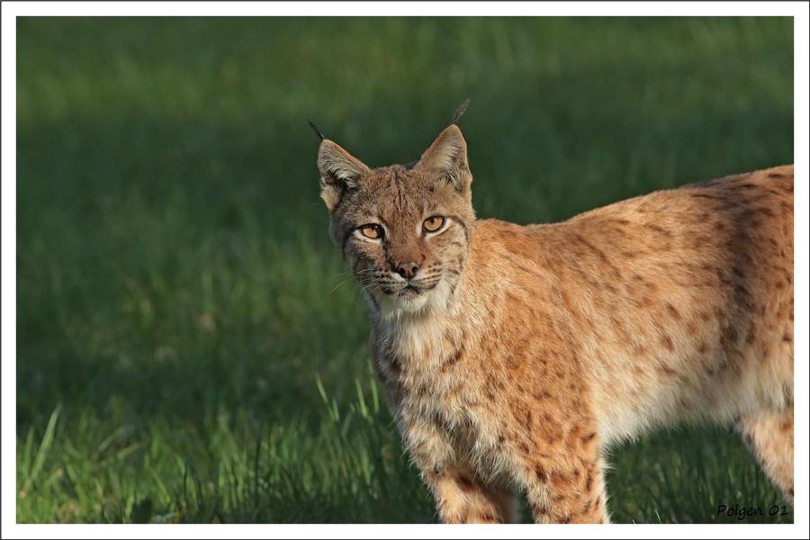 Bienvenue sur le territoire du lynx boréal !